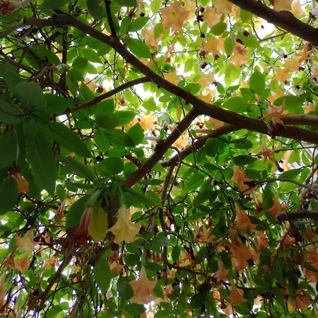 The Gallery * פורטו